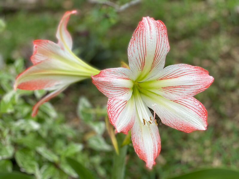 Freshwater image 21